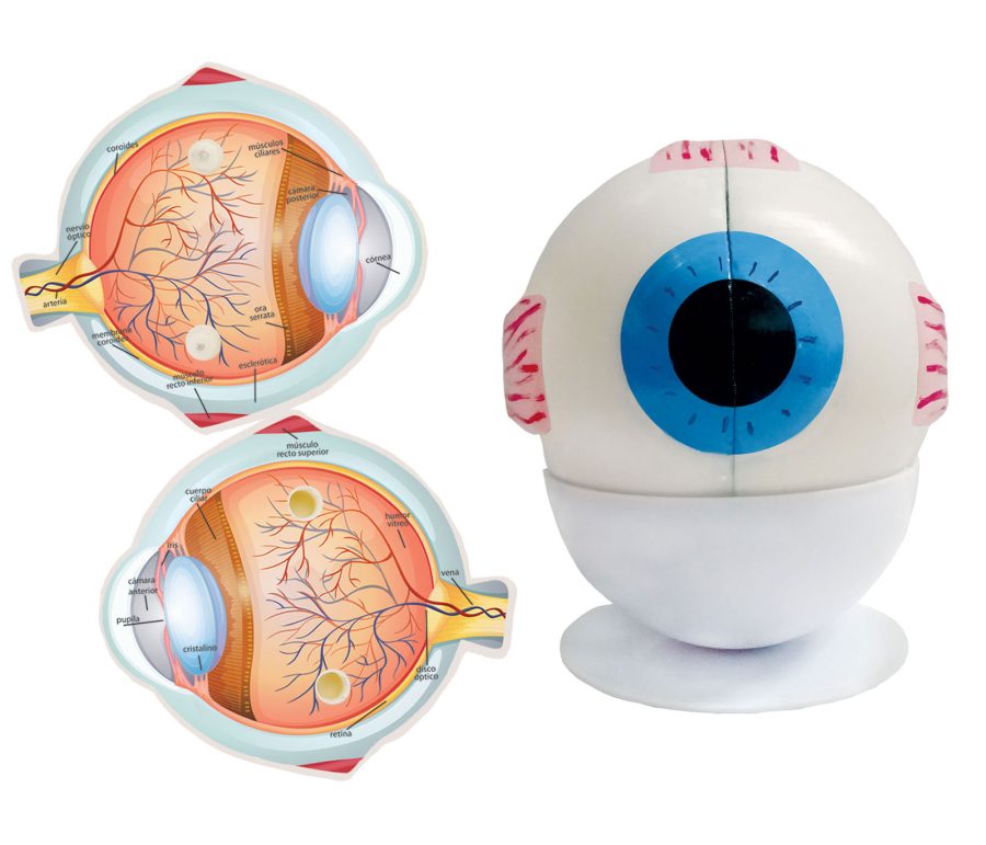 Ojo Humano